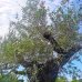 Olivovník európsky (Olea Europaea) - výška 300+cm, obvod kmeňa 120/150 cm - BONSAJ - STARÝ A VZÁCNY EXEMPLÁR (-12°C) 