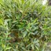 Olivovník európsky (Olea europaea) (-12°C) - výška 60-70 cm, kont. C55L
