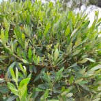 Olivovník európsky (Olea europaea) (-12°C) - výška 120-130 cm, kont. C90L