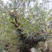 Olivovník európsky (Olea europaea) - výška 200+ cm, obvod kmeňa 40-70 cm, kont.C285L - BONSAJ (-12°C)