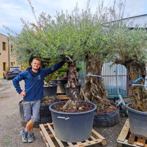 Olivovník európsky (Olea europaea) - výška 200+ cm, obvod kmeňa 40-70 cm, kont.C285L - BONSAJ (-12°C)