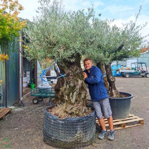 Olivovník európsky (Olea europaea) - výška 220+ cm, obvod kmeňa 140-160 cm - BONSAJ (-12°C)