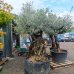 Olivovník európsky (Olea europaea) - výška 220+ cm, obvod kmeňa 140-160 cm - BONSAJ (-12°C)