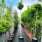 Ginko dvojlaločné (Ginkgo biloba) ´TROLL´ - výška 230-250 cm, obvod kmeňa 8/10 cm, kont. C35L - SAMEC