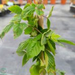Černica nepichľavá (Rubus fruticosus) ´NAVAHO´ - skorá 10-20 cm; kont.C1L