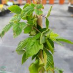 Černica nepichľavá (Rubus fruticosus) ´NAVAHO´ - skorá, výška 30-50 cm; kont.C1.5L/C2L