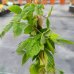 Černica nepichľavá (Rubus fruticosus) ´NAVAHO´ - skorá 70-100 cm; kont.C1L