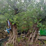 Olivovník európsky (Olea europaea) - výška 210-230 cm, obvod kmeňa 90-110 cm - BONSAJ DVOJIČKY - VEĽMI STARÝ A VZÁCNY EXEMPLÁR (-12°C)
