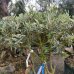 Olivovník európsky (Olea europaea) (-12°C) - výška 110-130 cm, kont. C90L