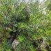 Olivovník európsky (Olea europaea) - výška 210-230 cm, obvod kmeňa 90-110 cm - BONSAJ DVOJIČKY (-12°C)