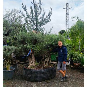 Olivovník európsky (Olea europaea) - výška 210-230 cm, obvod kmeňa 90-110 cm - BONSAJ DVOJIČKY - VEĽMI STARÝ A VZÁCNY EXEMPLÁR (-12°C)