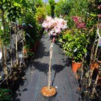 Rododendron jakušimský (Rhododendron yakushimanum) ´KALINKA´ - výška 90-110 cm, kont. C7.5L - NA KMIENKU