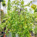 Vŕba rakytová (Salix caprea) ´KILMARNOCK´ - výška 160-180 cm, obvod kmeňa 6/8 cm, kont. C30L