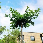 Ginkgo biloba ´FASTIGIATA BLAGOON´ - výška 230-250 cm, obvod kmeňa 8/10 cm, kont. C35L - SAMEC