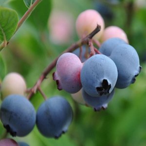 Čučoriedka kanadská (Vaccinium corymbosum) ´BLUECROP´- stredne skorá 100/125 cm; kont. C7.5L - na kmienku