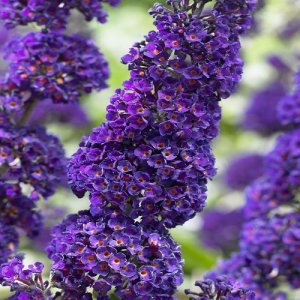 Budleja Dávidova - Buddleja Davidii ´BLACK KNIGHT´- výška 25-35 cm, kont. C2L 