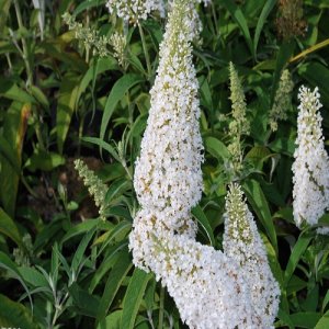 Budleja Dávidova - Buddleja Davidii ´WHITE PROFUSION´- výška 30-50 cm, kont. C2L 