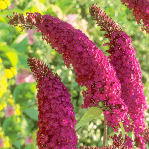 Budleja Dávidova - Buddleja Davidii ´ROYAL RED´- výška 30-50 cm, kont. C2L 