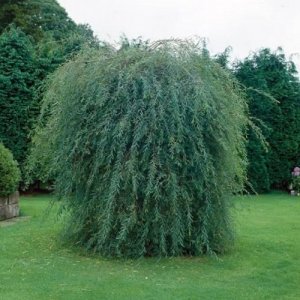 Vŕba purpurová (Salix purpurea) ´PENDULA´ - výška 110-130 cm, kont. C5L 