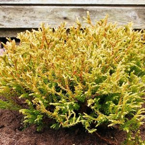 Tuja západná (Thuja occidentalis) ´GOLDEN TUFFET´ - výška 20-30 cm, kont. C5L 