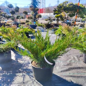 Borievka prostredná (Juniperus x media) ´MINT JULEP´ - výška 60-80 cm, kont. C10L