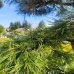 Borovica čierna (Pinus nigra) ´AUSTRIACA´ - výška 250 cm+, kont. C230L – BONSAJ 