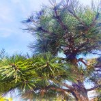 Borovica čierna (Pinus nigra) ´AUSTRIACA´ - výška 250 cm+, kont. C230L – BONSAJ 