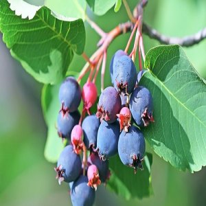 Muchovníky (Amelanchier alnifolia) 