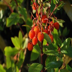 Jahodovec - Liči (Arbutus unedo - Litchi)