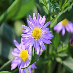 Astra (Aster)