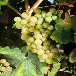 Viniče (Vitis Vinifera)