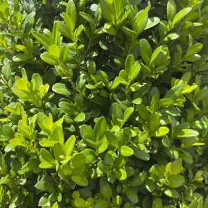 Krušpány (Buxus)