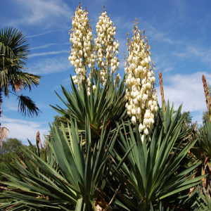 Mrazuvzdorné juky (Yucca)