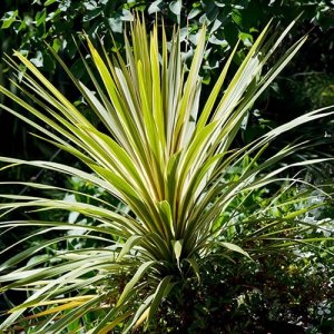 Dracény (cordyline)