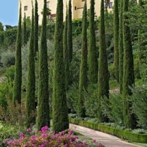 Cyprusy (Cupressus)
