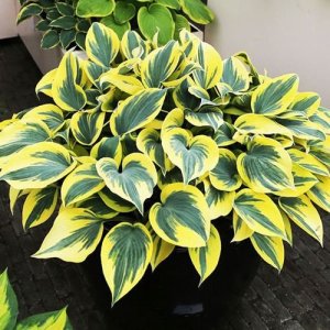 Funkia (Hosta)