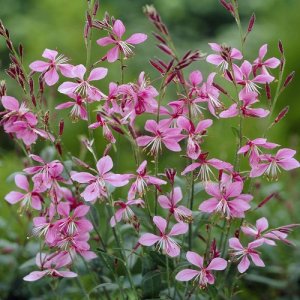 Gaury (Gaura)