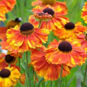 Heléniá (Helenium)