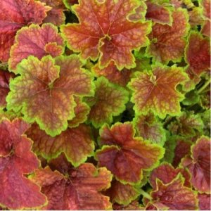 Heuchera