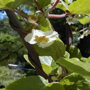 Aktinídia kiwi ´ATLAS´ (deliciosa) - výška 10-15 cm, kont.P9 (-18°C)