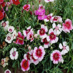 Klinčeky (Dianthus)