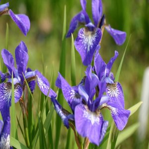 Kosatce (Iris)