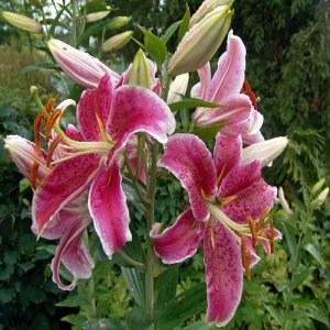 Ľalie a ľaliovky (Lilium/ Hemerocallis)