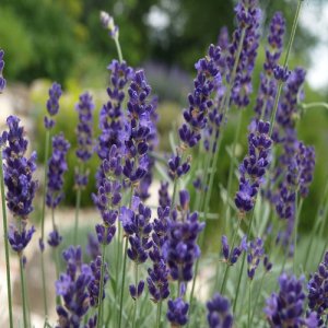 Levandule (Lavandula)