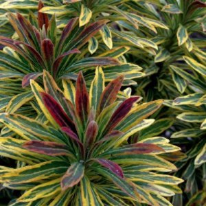 Mliečnik (Euphorbia)