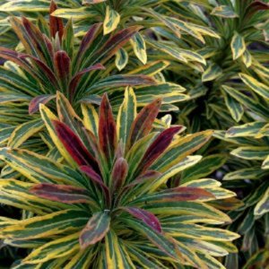 Mliečniky (Euphorbia)