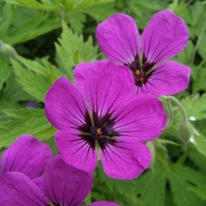 Pakosti (Geranium)