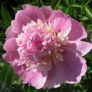 Pivónia (Paeonia)