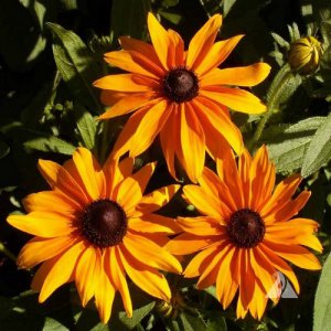 Rudbekia (Rudbeckia)