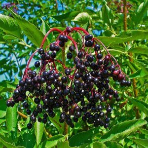 Bazy (Sambucus)